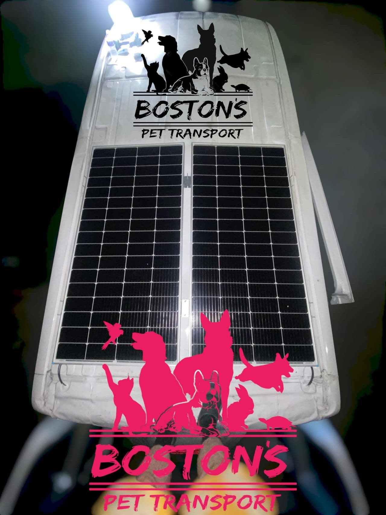 Pet travel photo 4