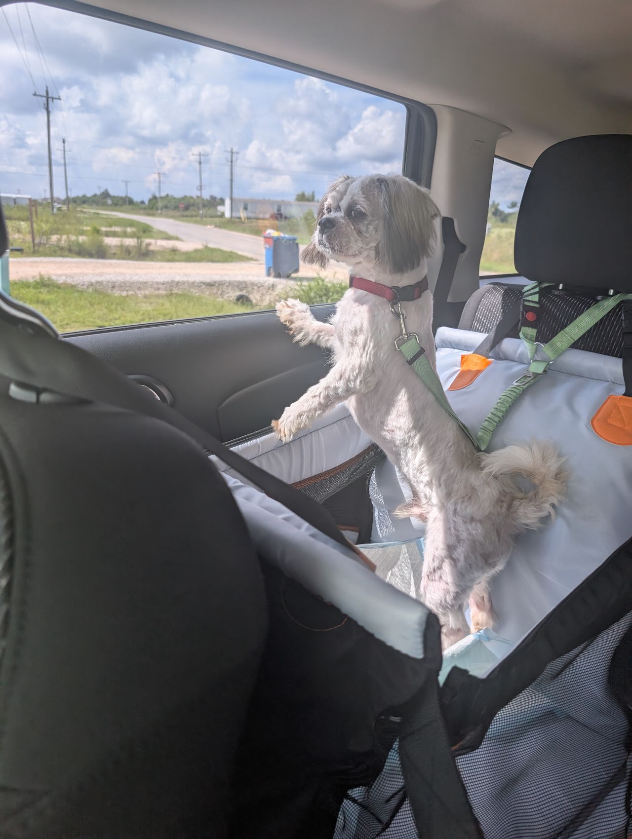 Pet travel photo 3