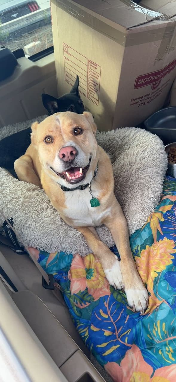 Pet travel photo 1