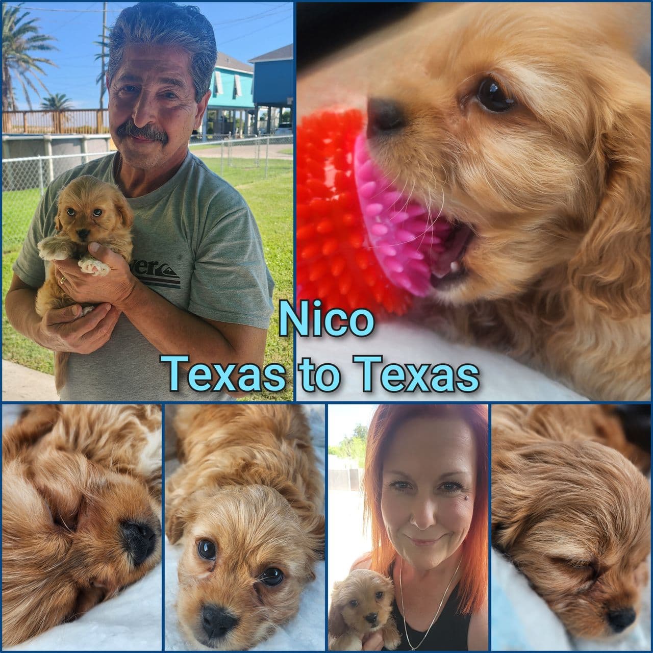 Pet travel photo 5