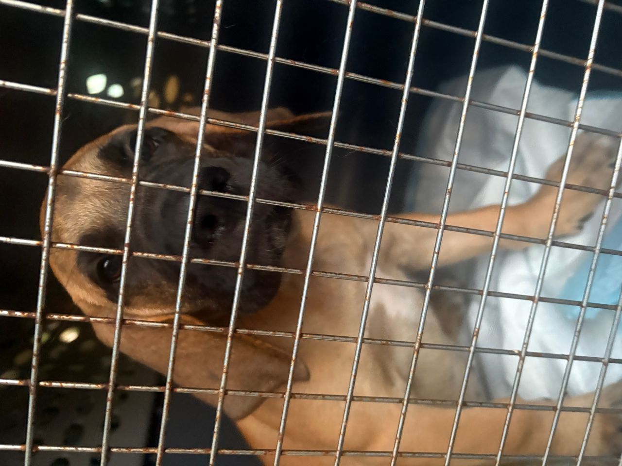 Pet travel photo 5