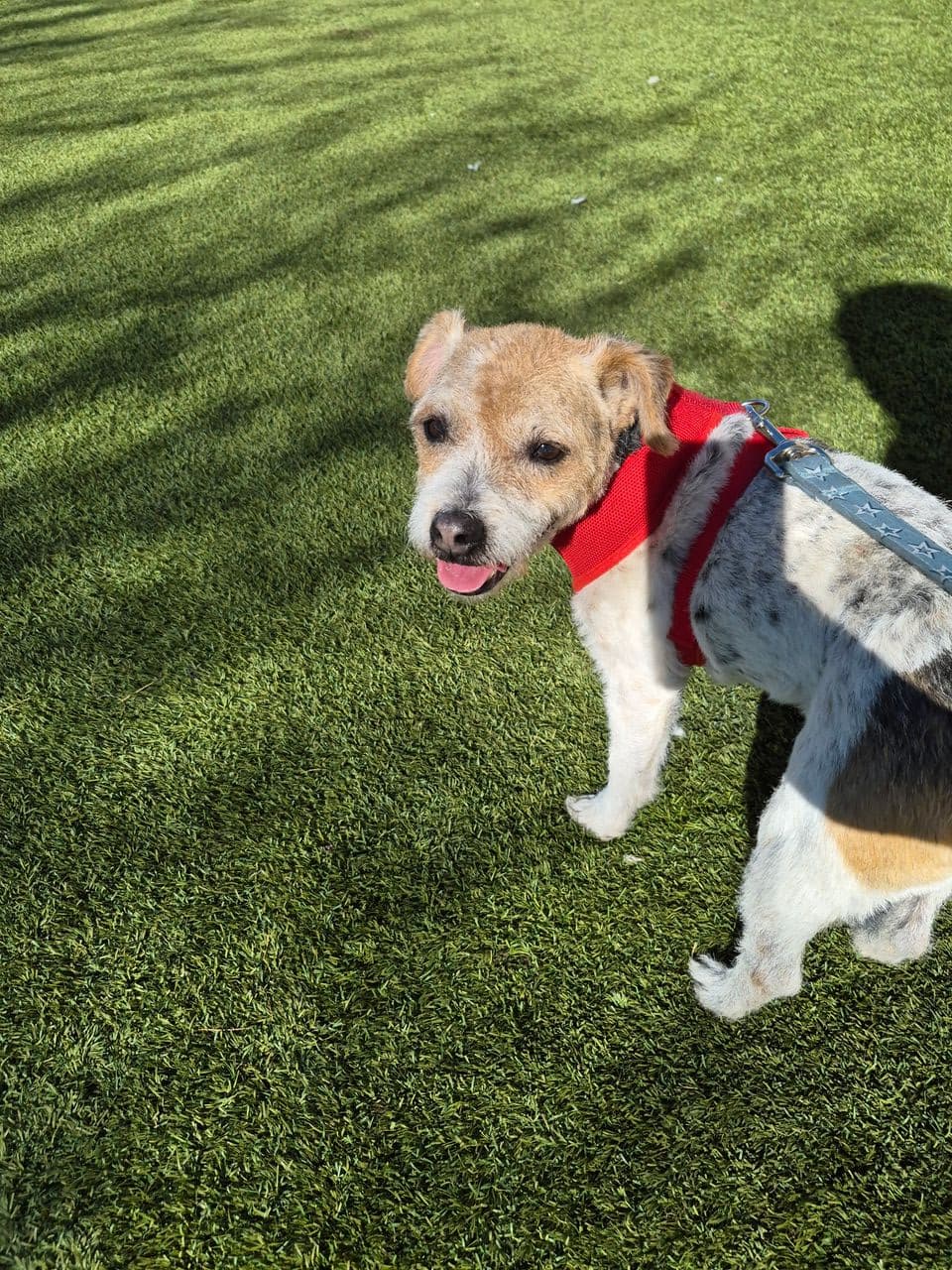Pet travel photo 3