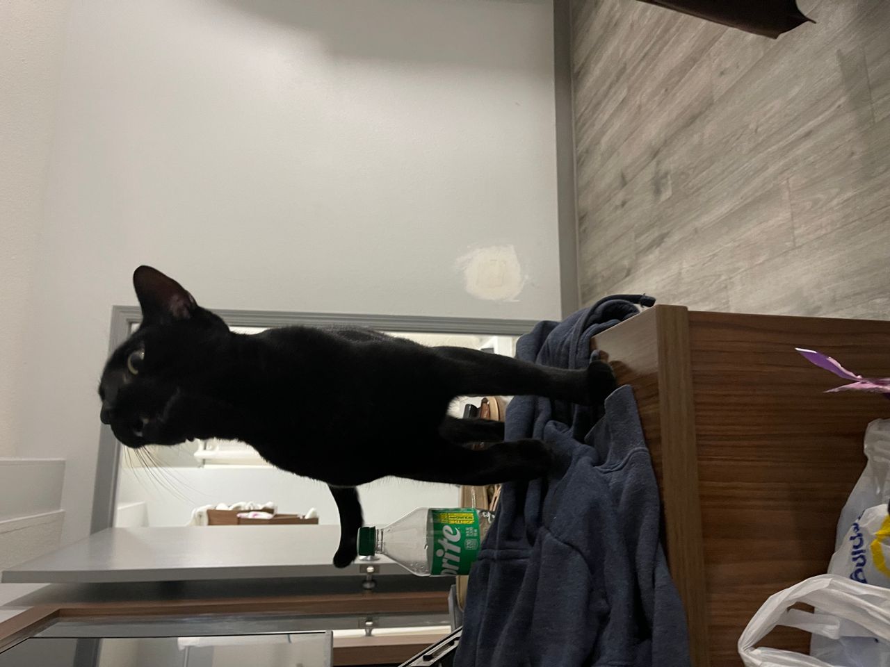 Pet travel photo 3