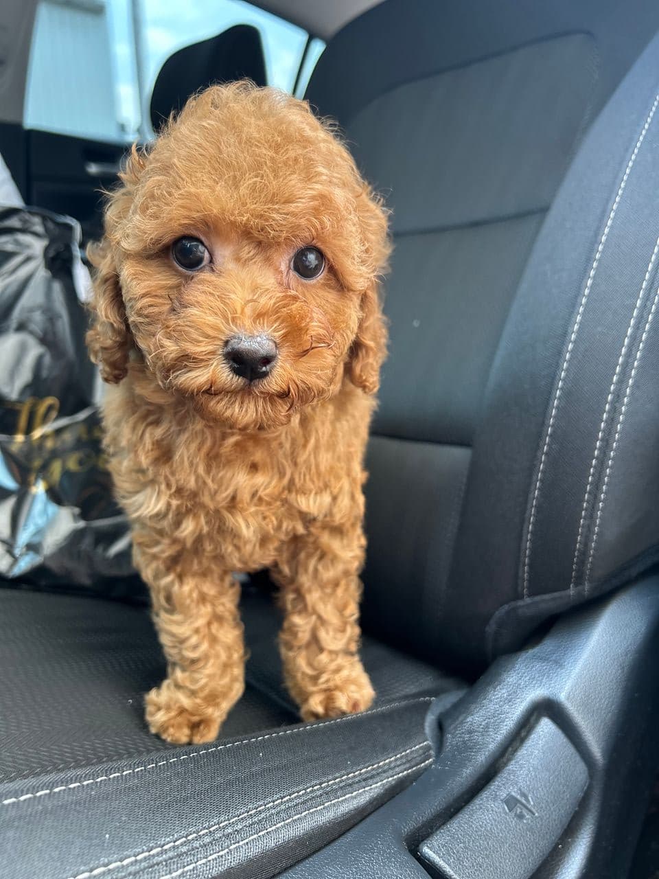 Pet travel photo 6