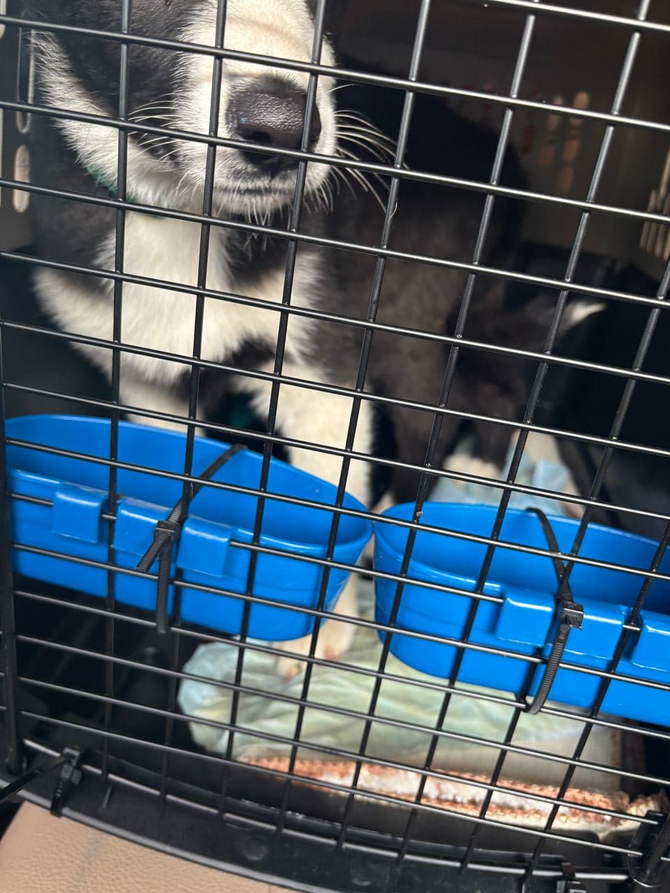 Pet travel photo 3