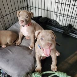 Terrier Puppies named Ama & Titan