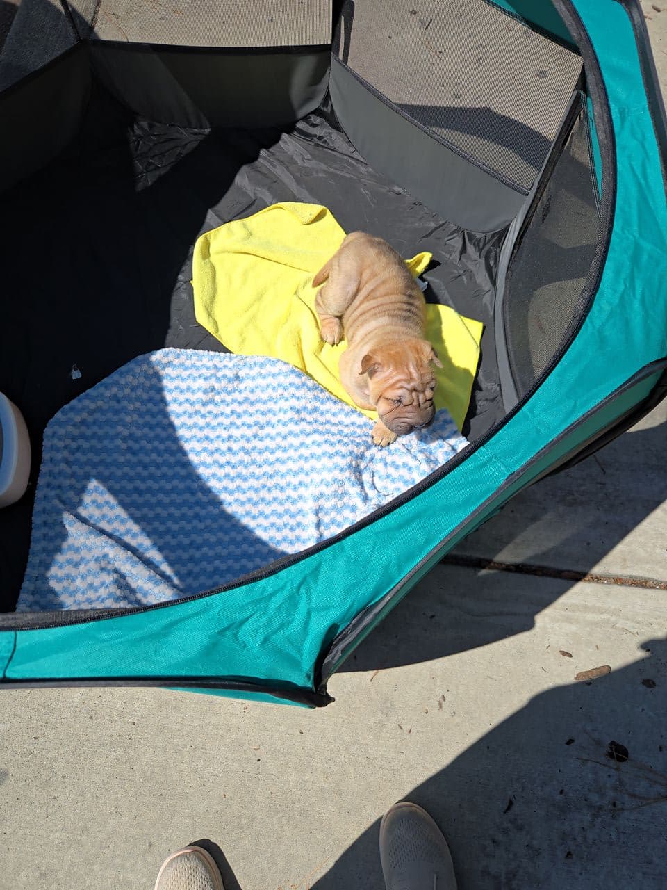 Pet travel photo 4