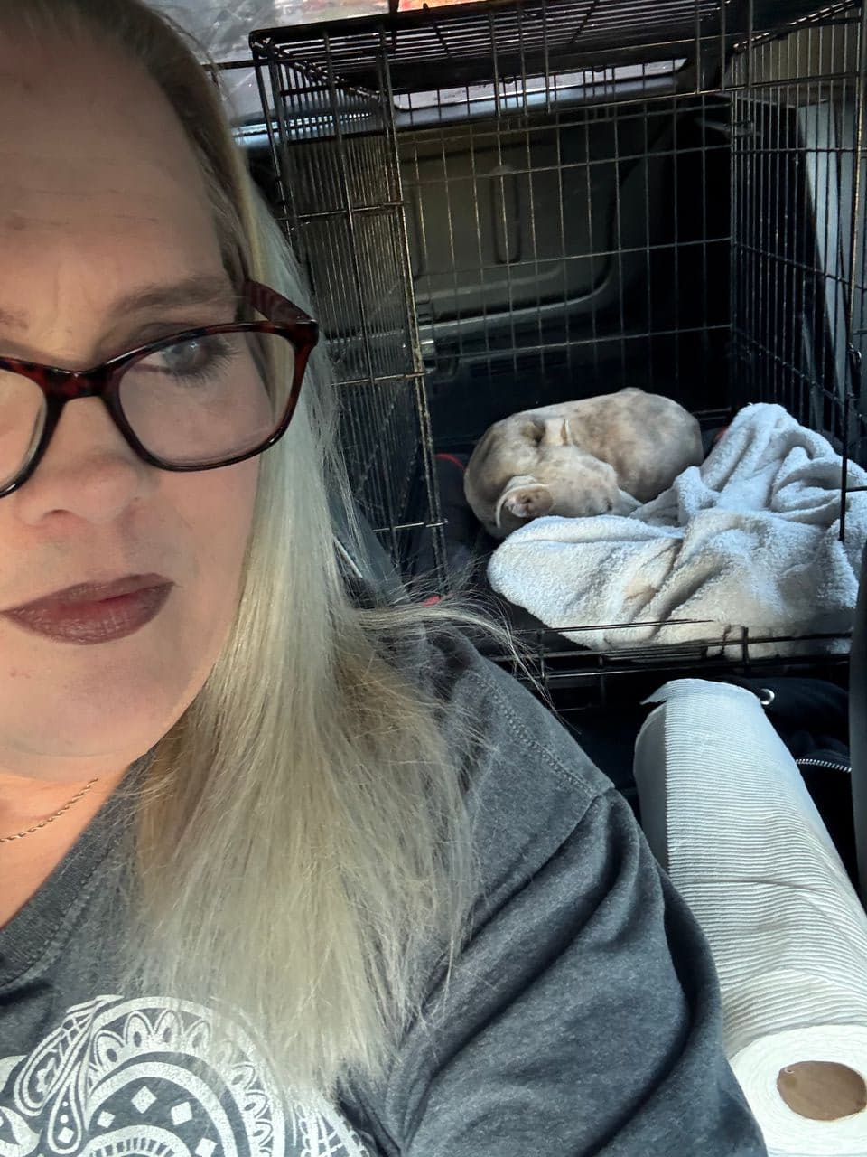 Pet travel photo 2