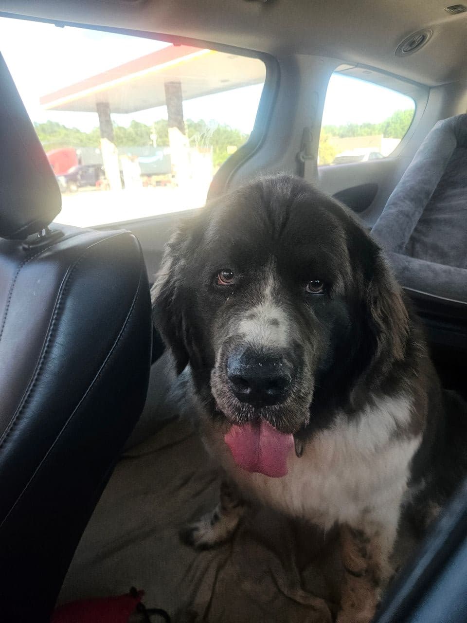 Pet travel photo 4