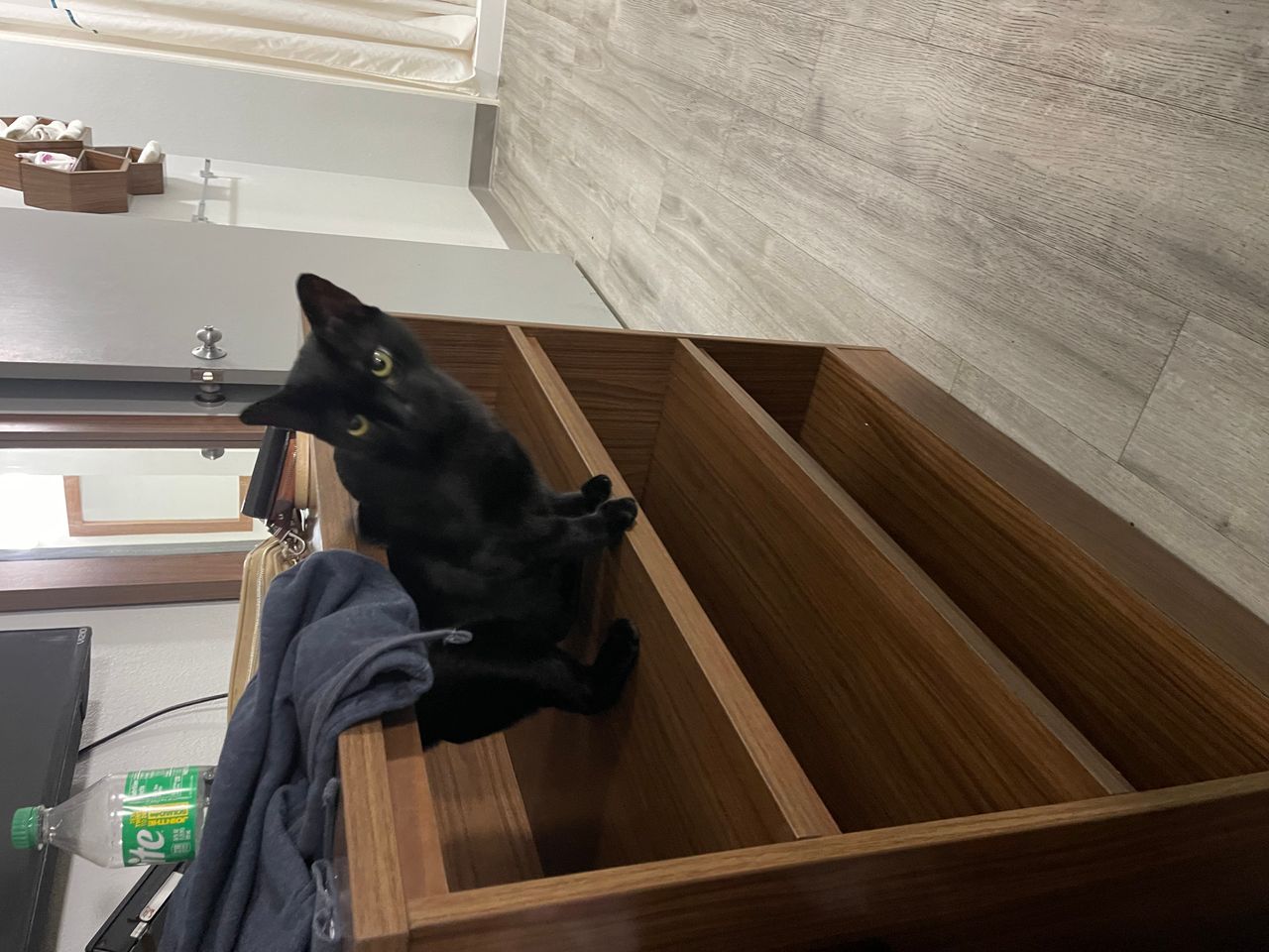 Pet travel photo 1