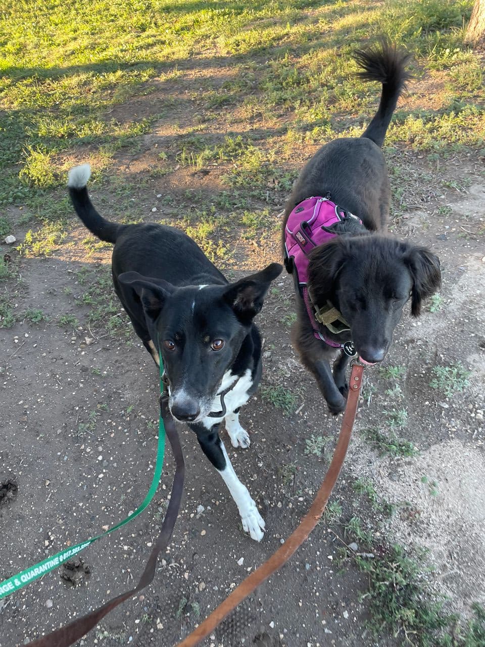 Pet travel photo 1