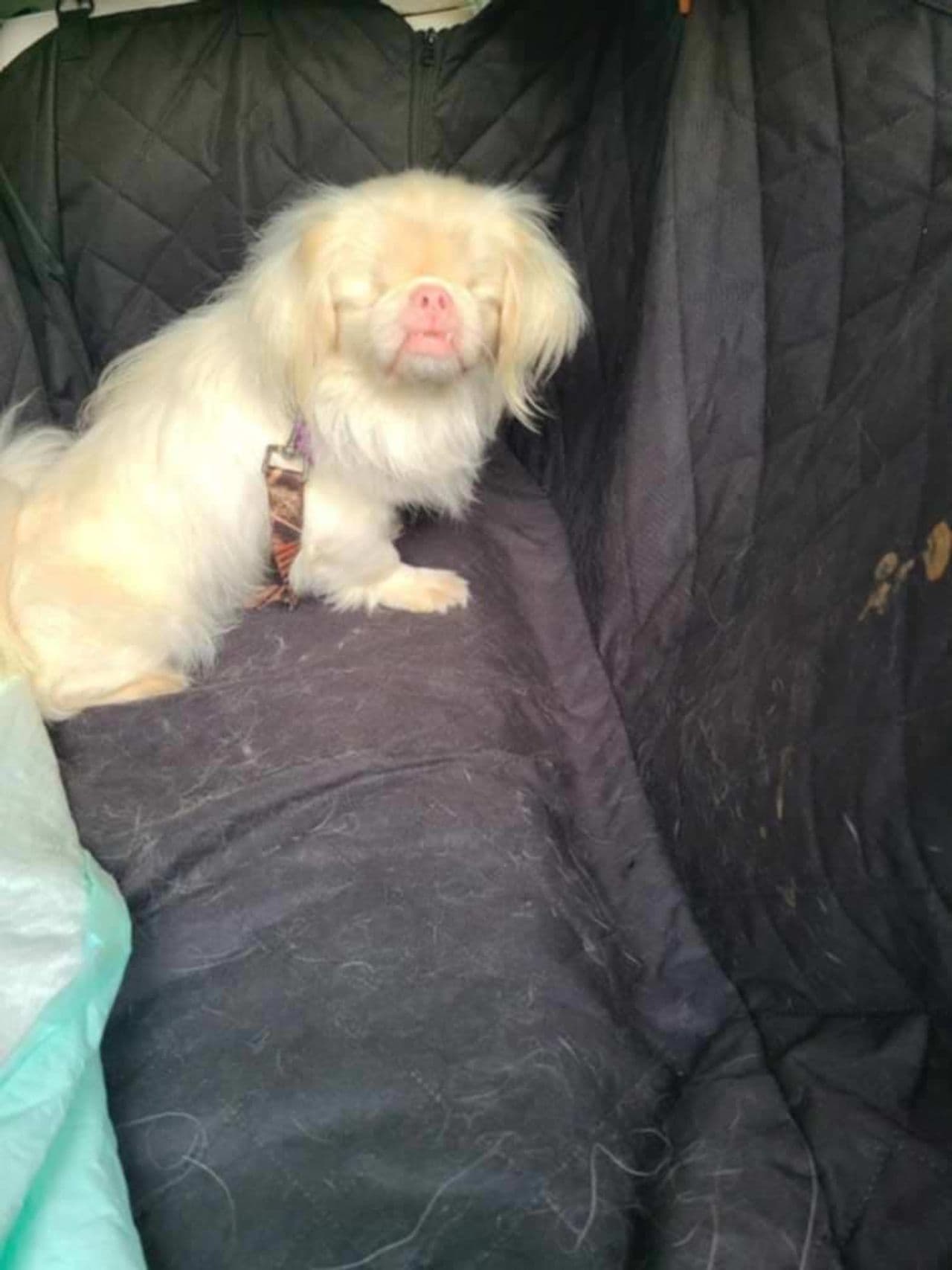 Pet travel photo 2
