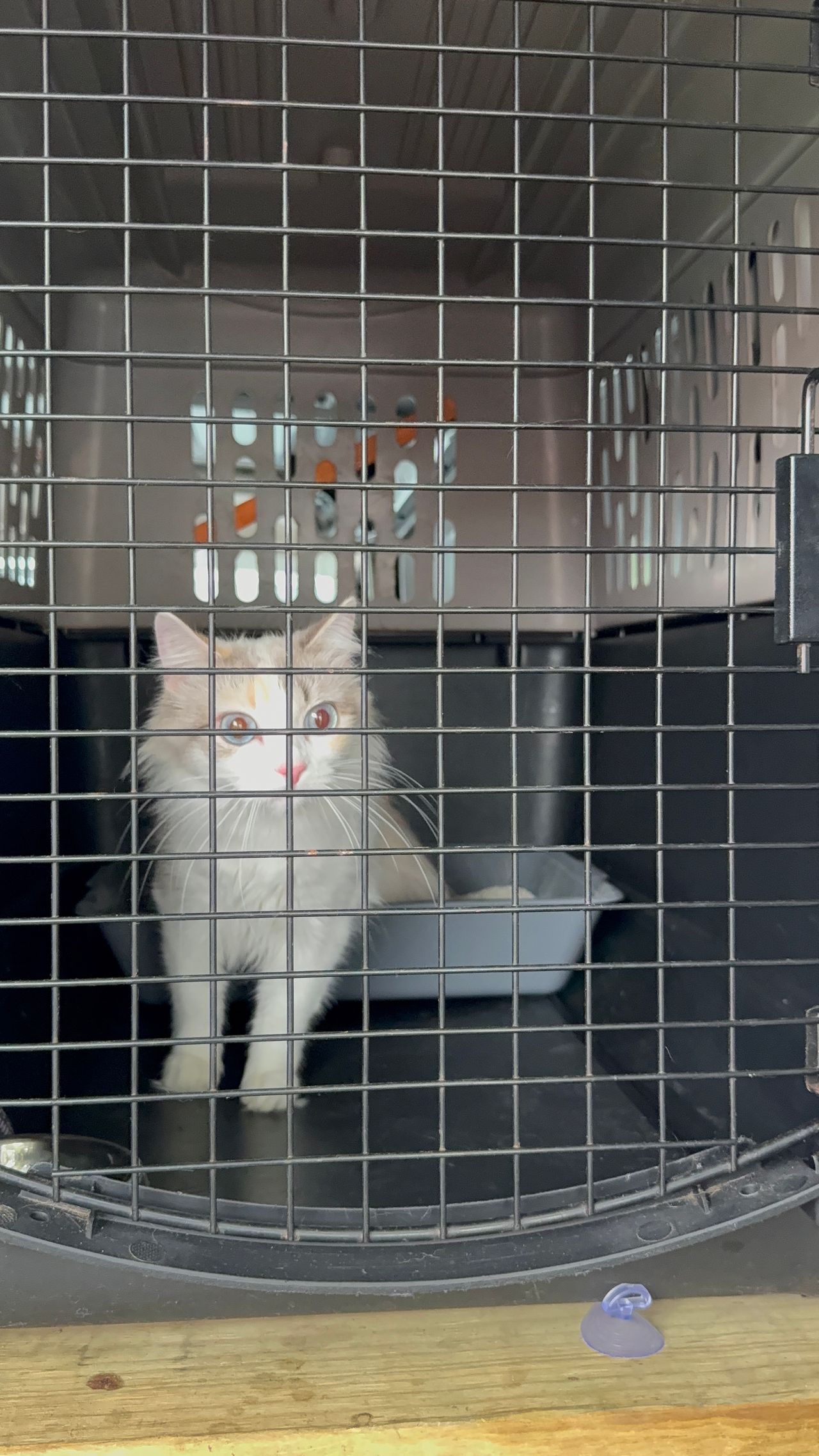 Pet travel photo 3