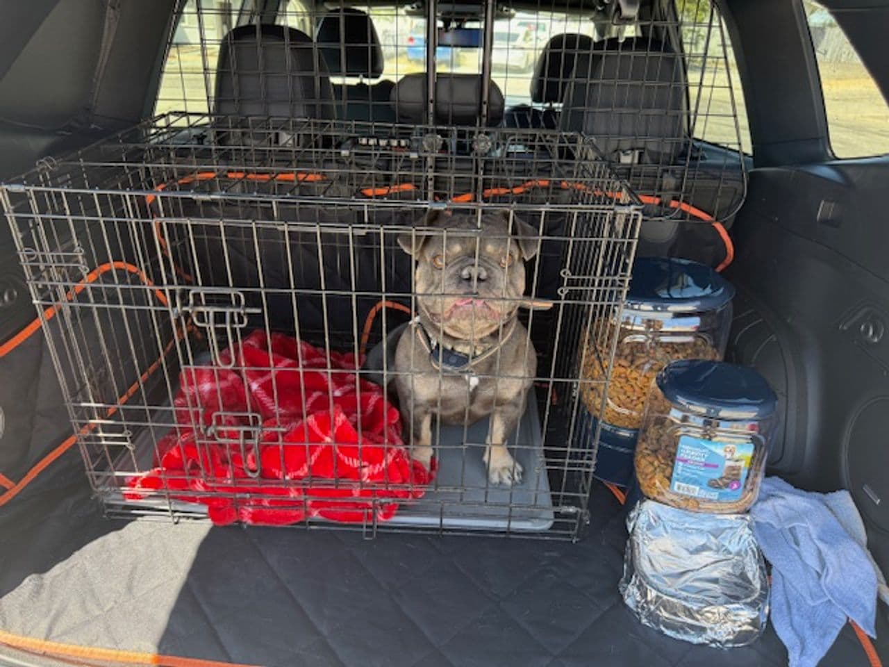 Pet travel photo 3