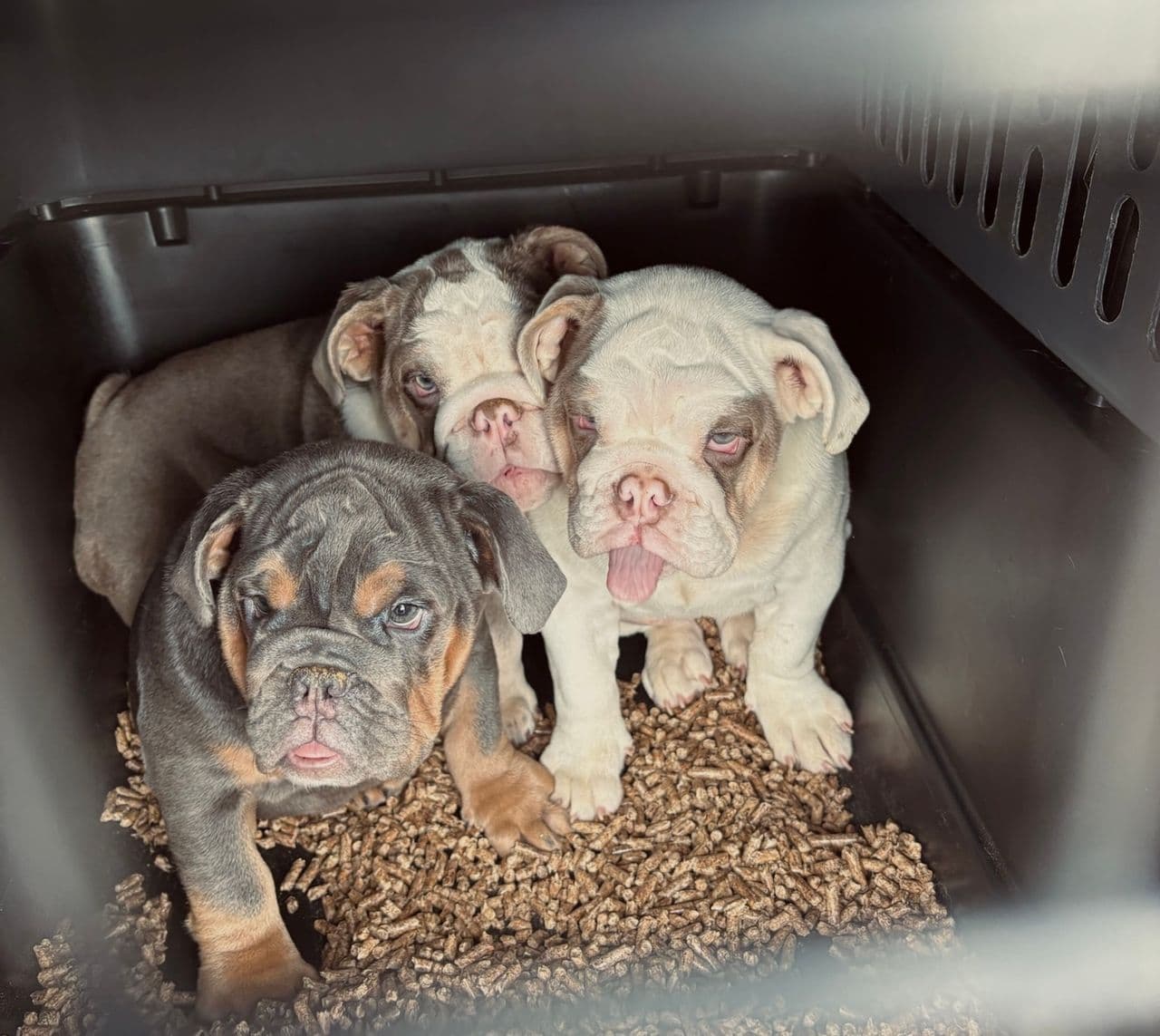 Pet travel photo 4