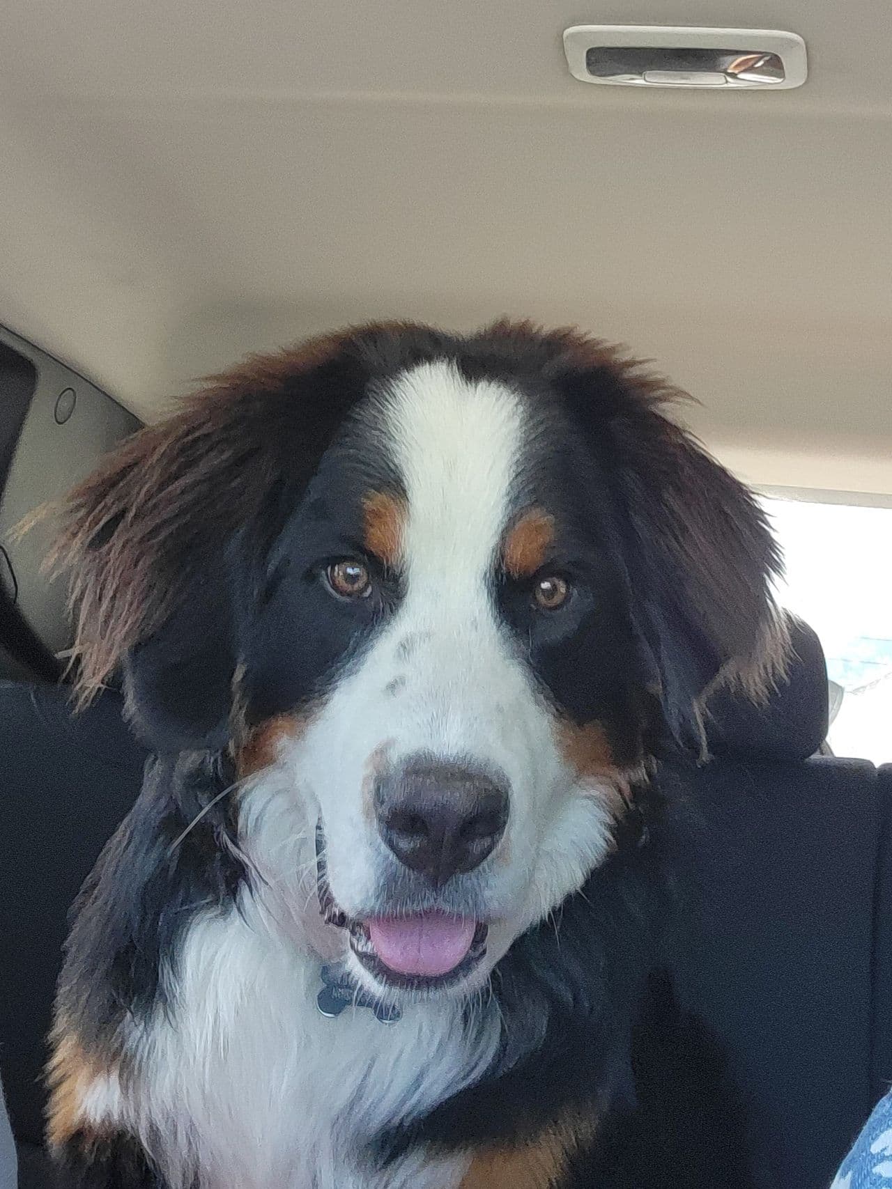 Pet travel photo 3