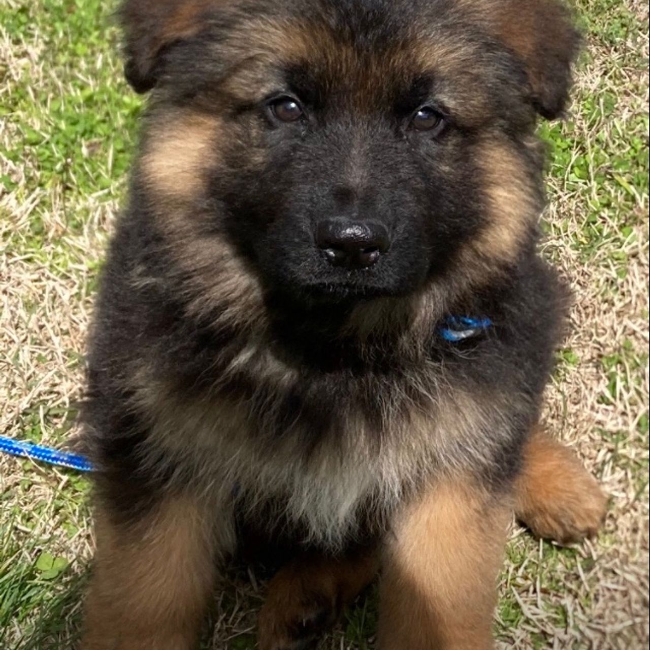 Pet travel photo 4