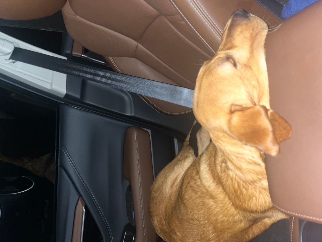 Pet travel photo 1