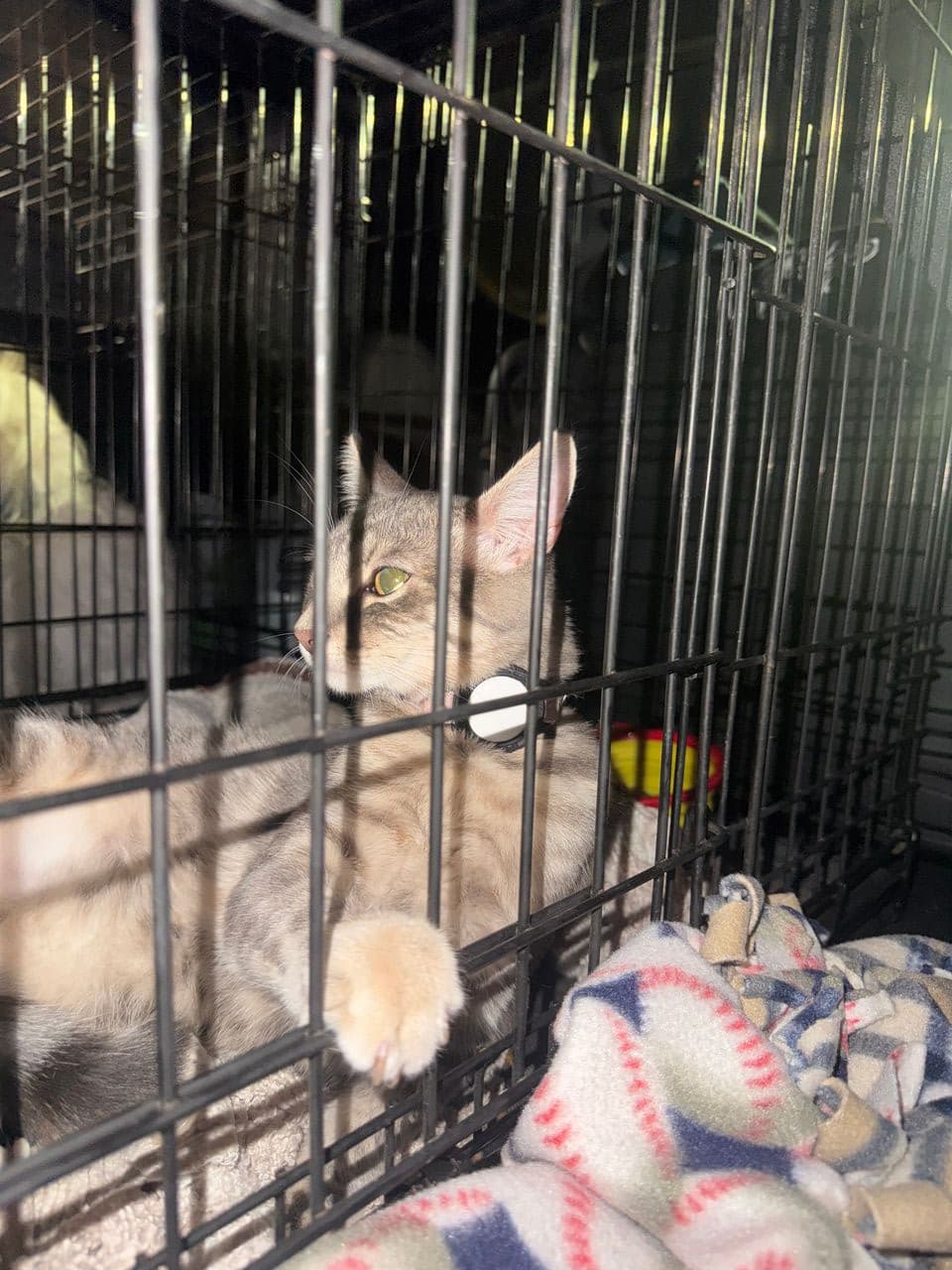 Pet travel photo 2