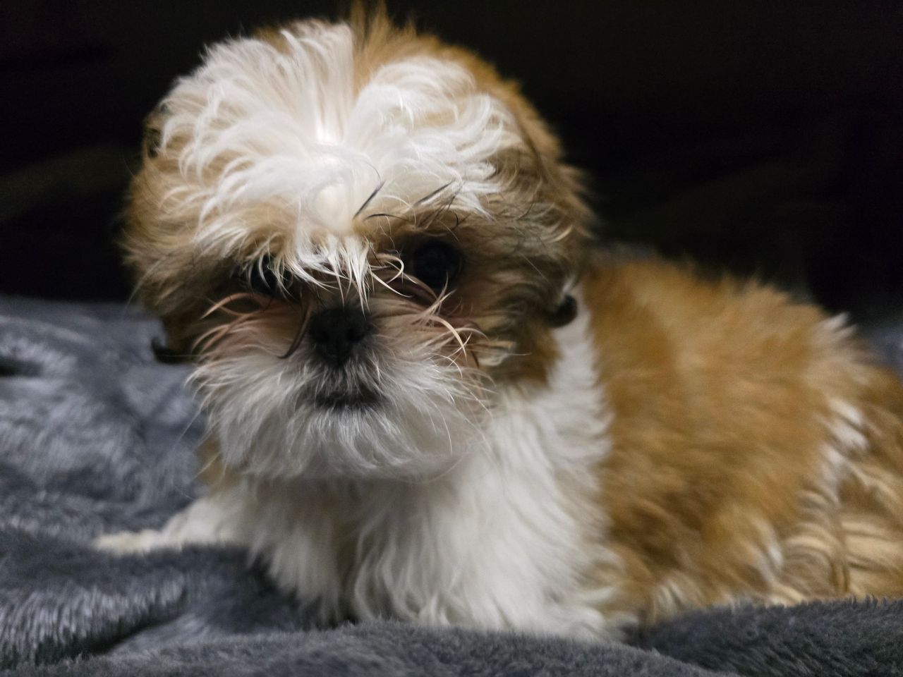 Pet travel photo 5