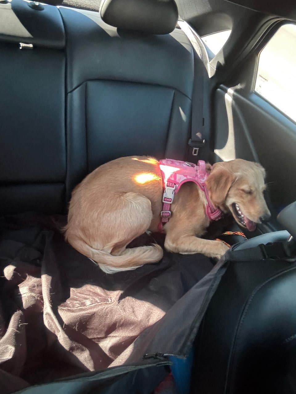 Pet travel photo 2