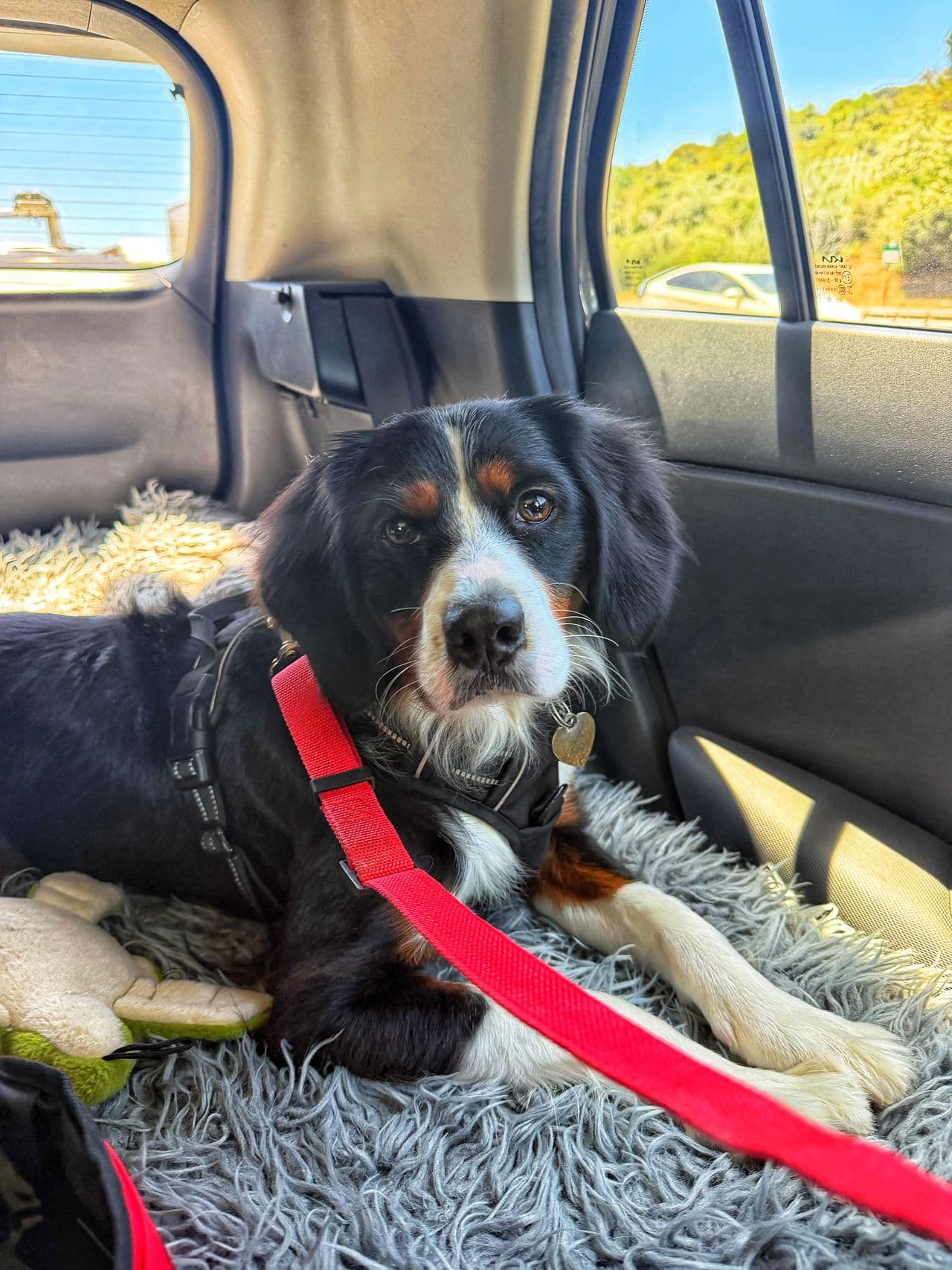 Pet travel photo 2