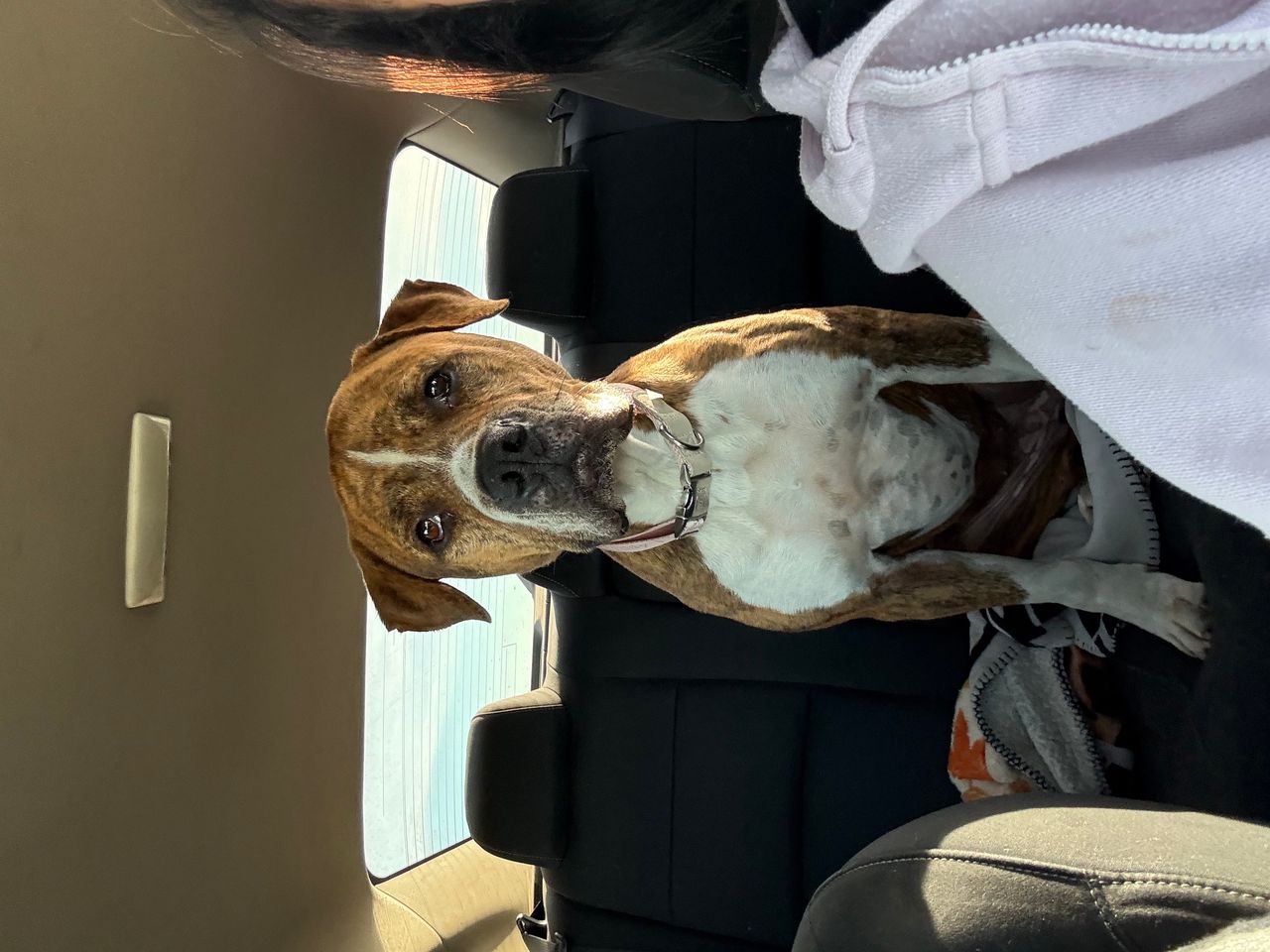 Pet travel photo 3