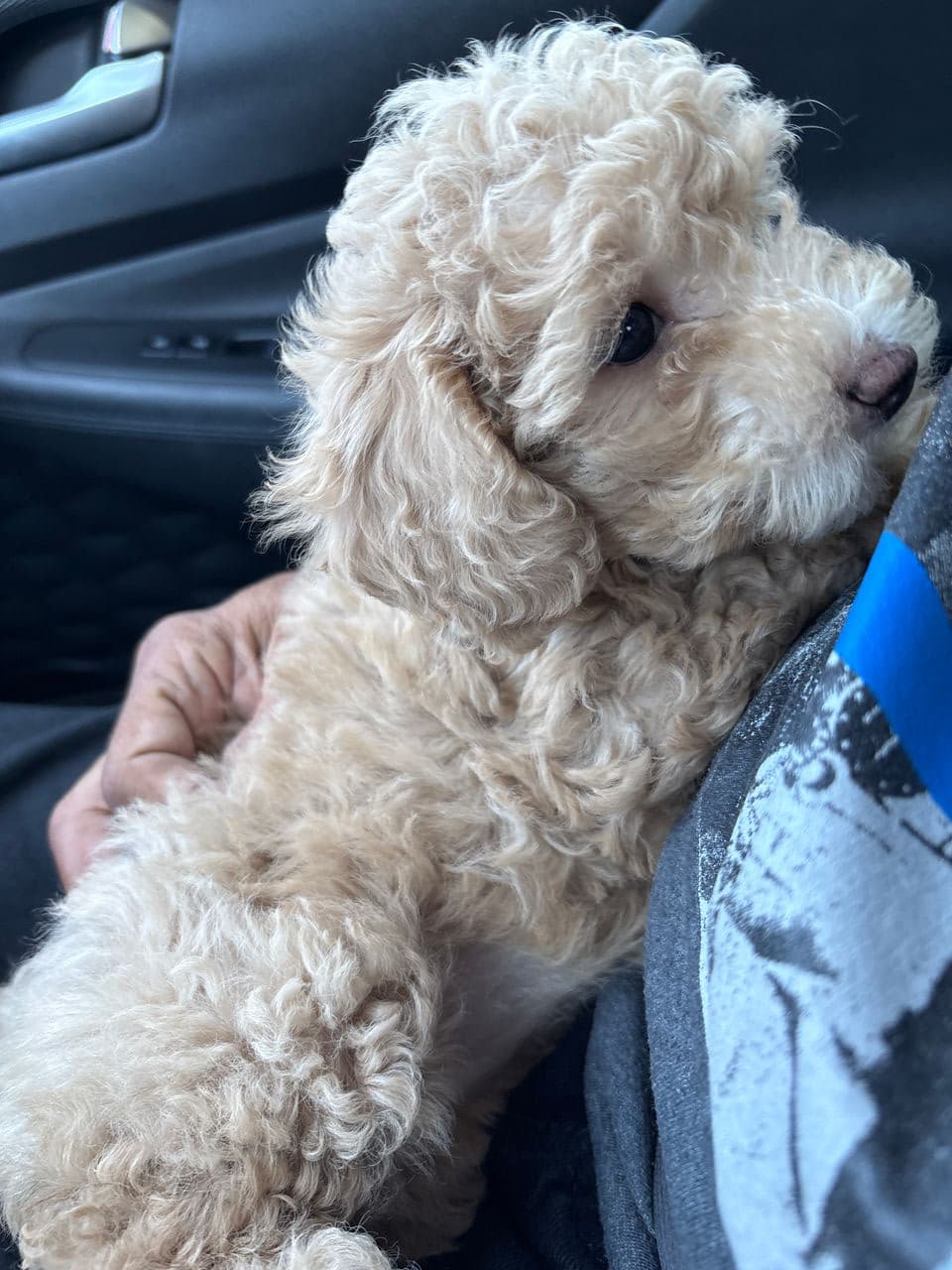 Pet travel photo 3