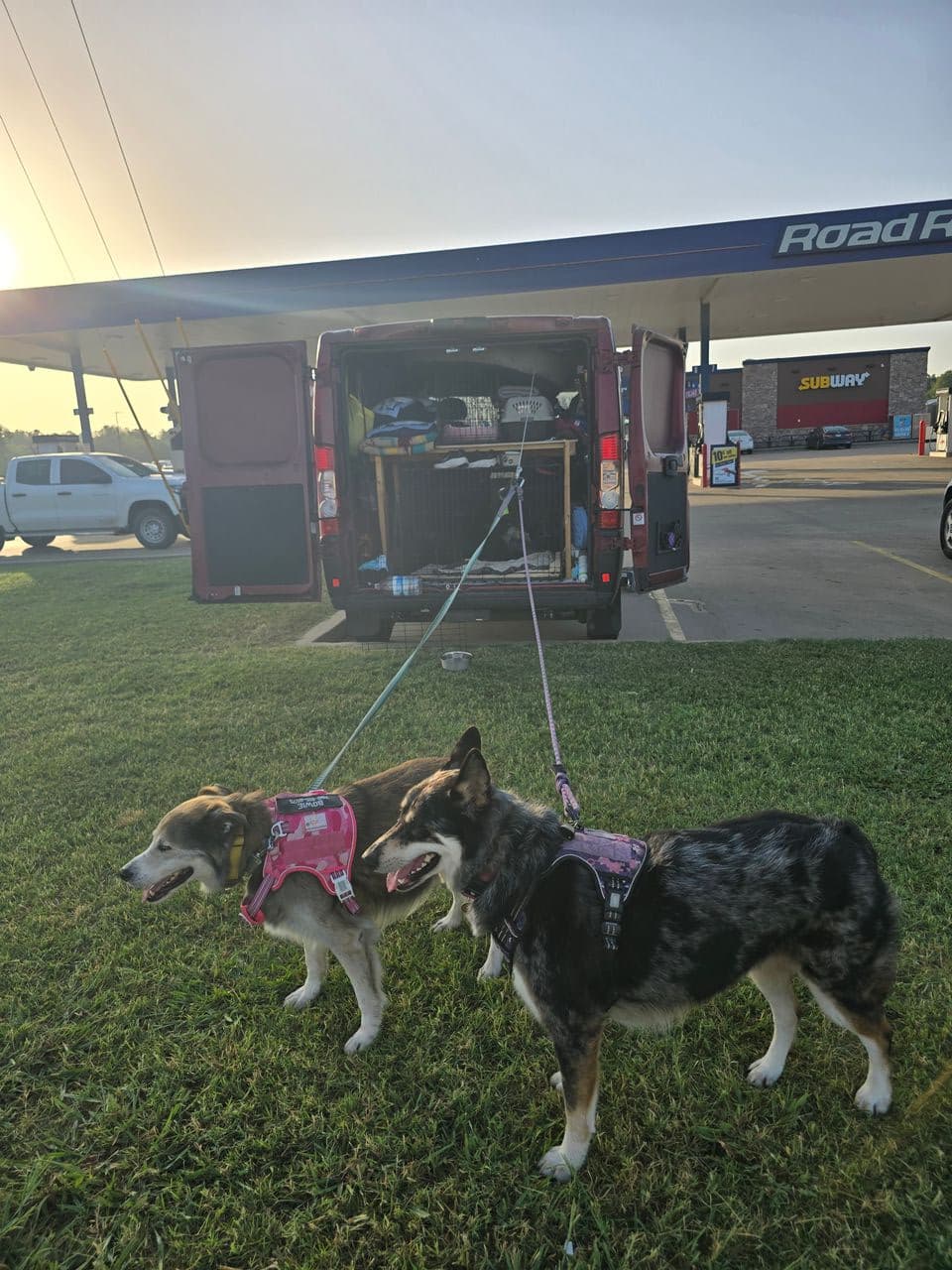 Pet travel photo 5