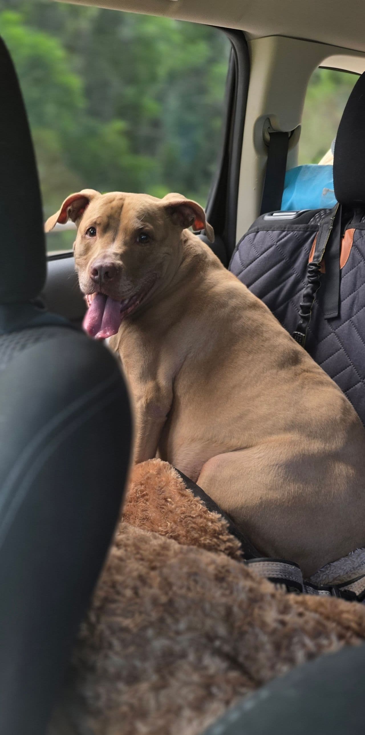 Pet travel photo 1