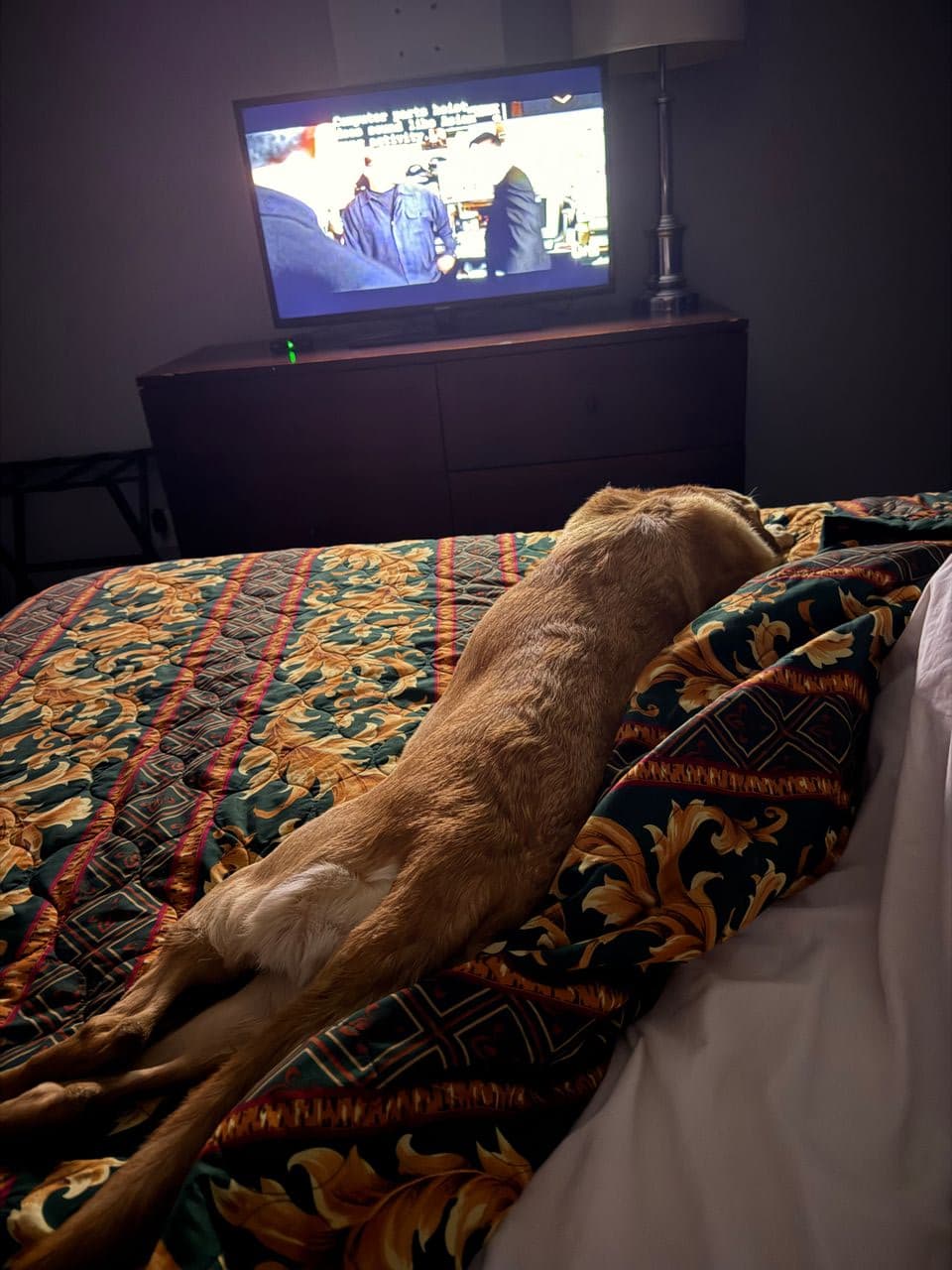 Pet travel photo 2