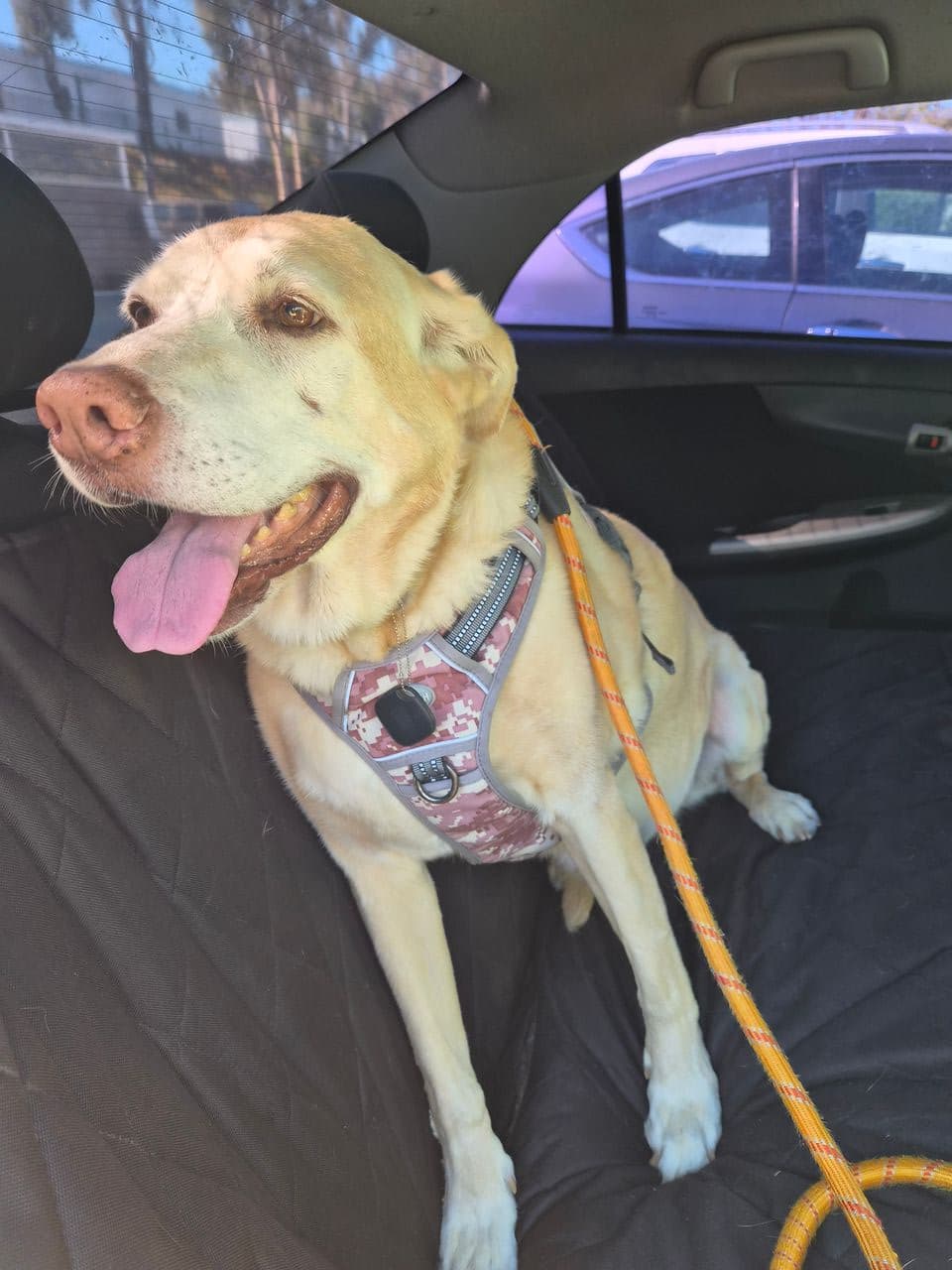 Pet travel photo 1
