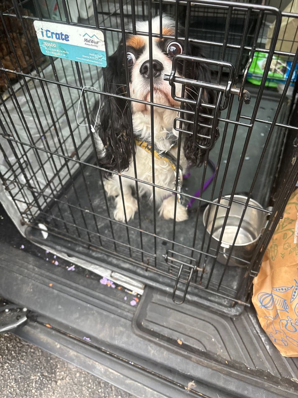 Pet travel photo 2