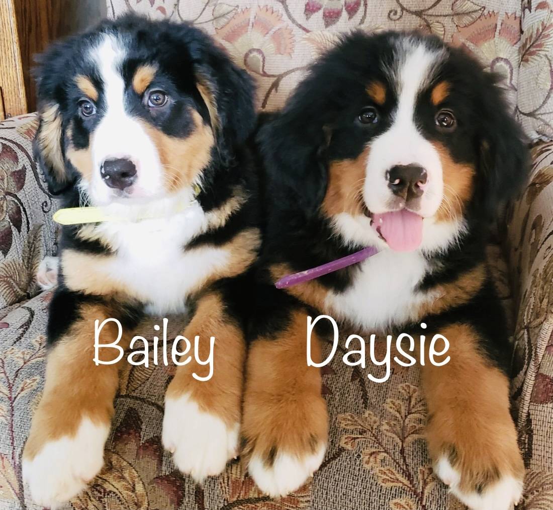Daysie And Bailey
