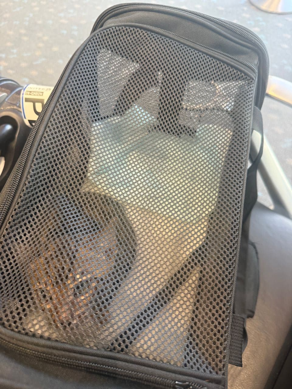Pet travel photo 2