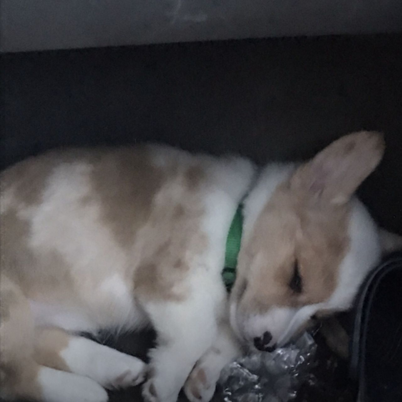 Pet travel photo 1