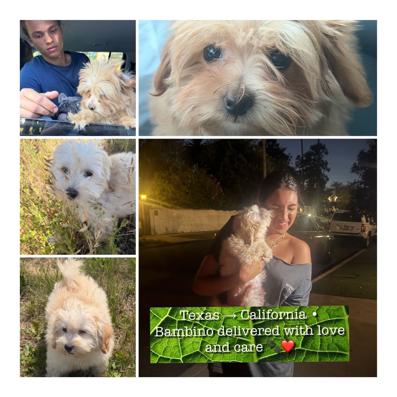 Pet travel photo 4