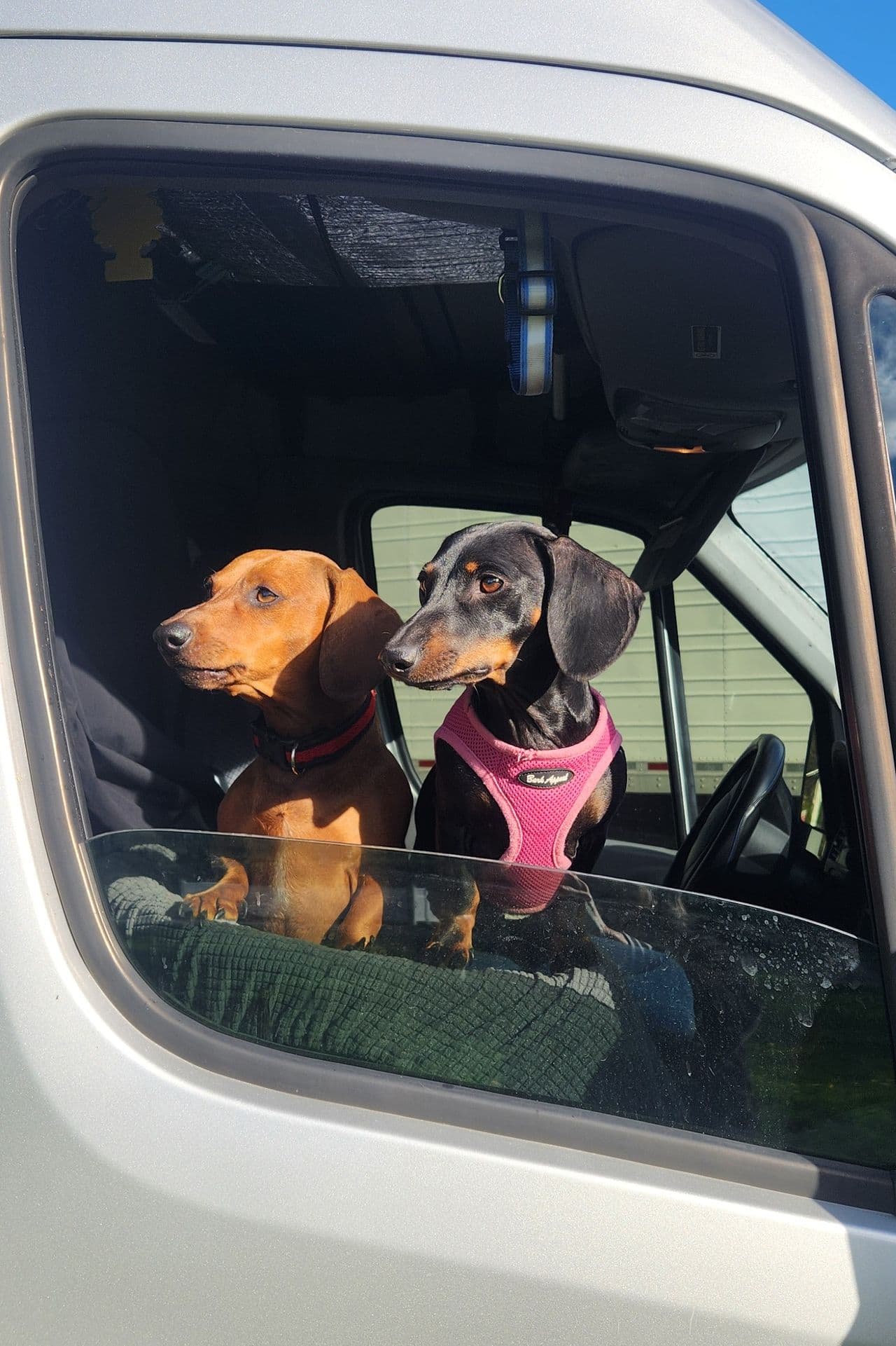 Pet travel photo 1