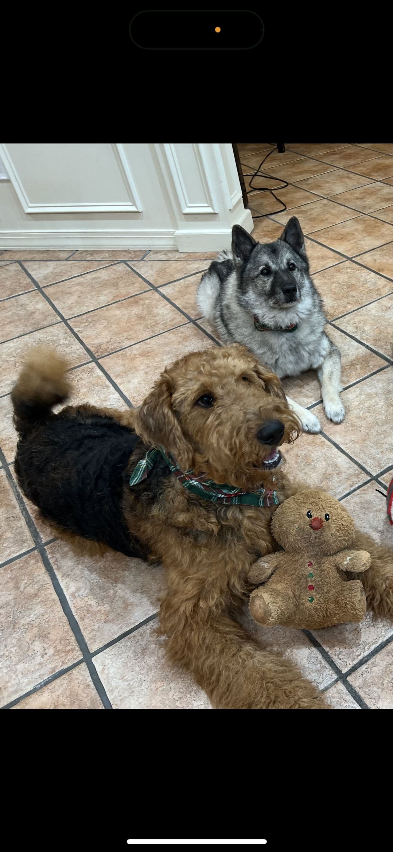 Pet travel photo 5