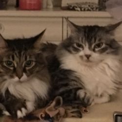 Domestic long hair cats named Cosette and Emma