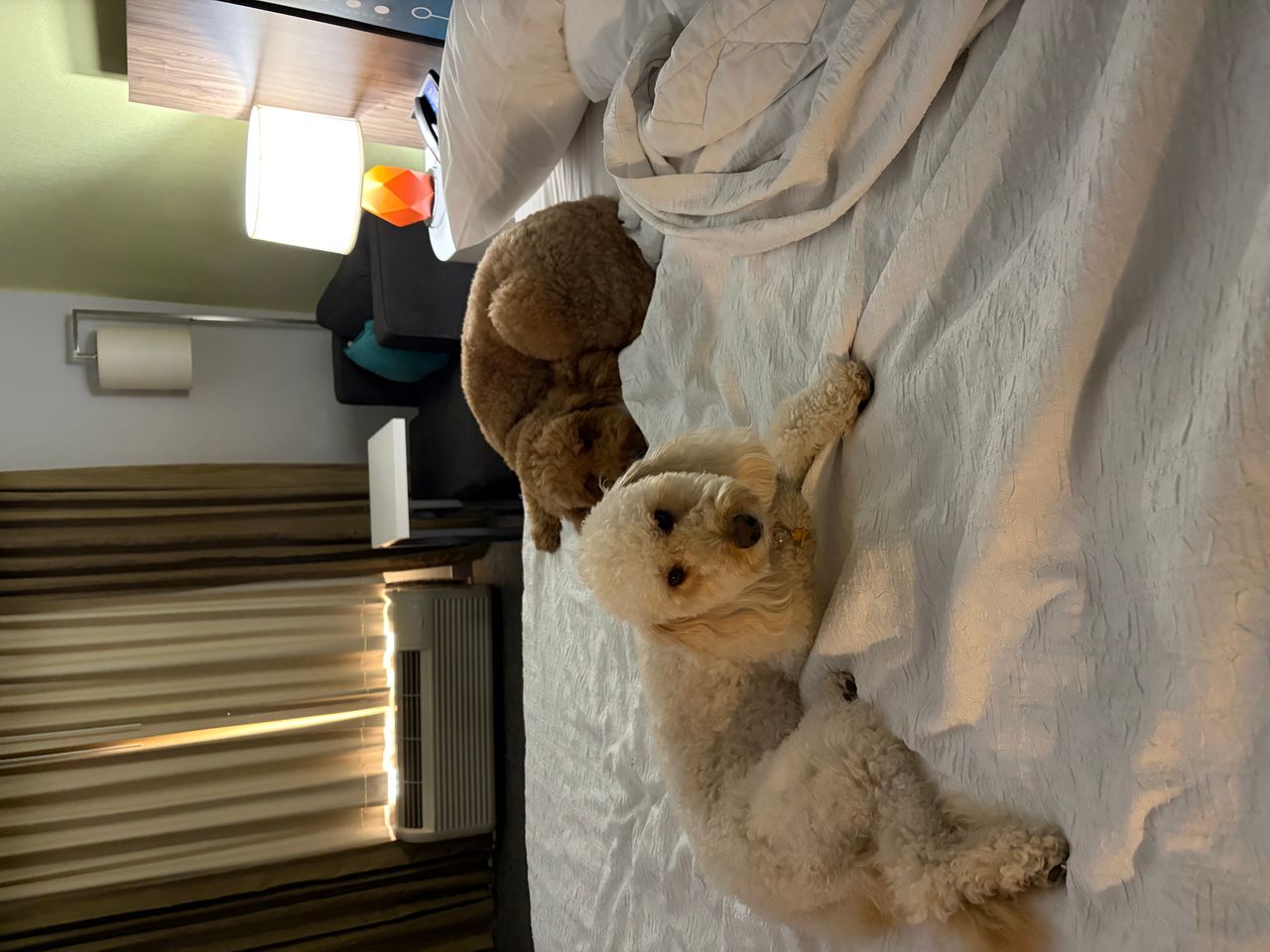 Pet travel photo 4