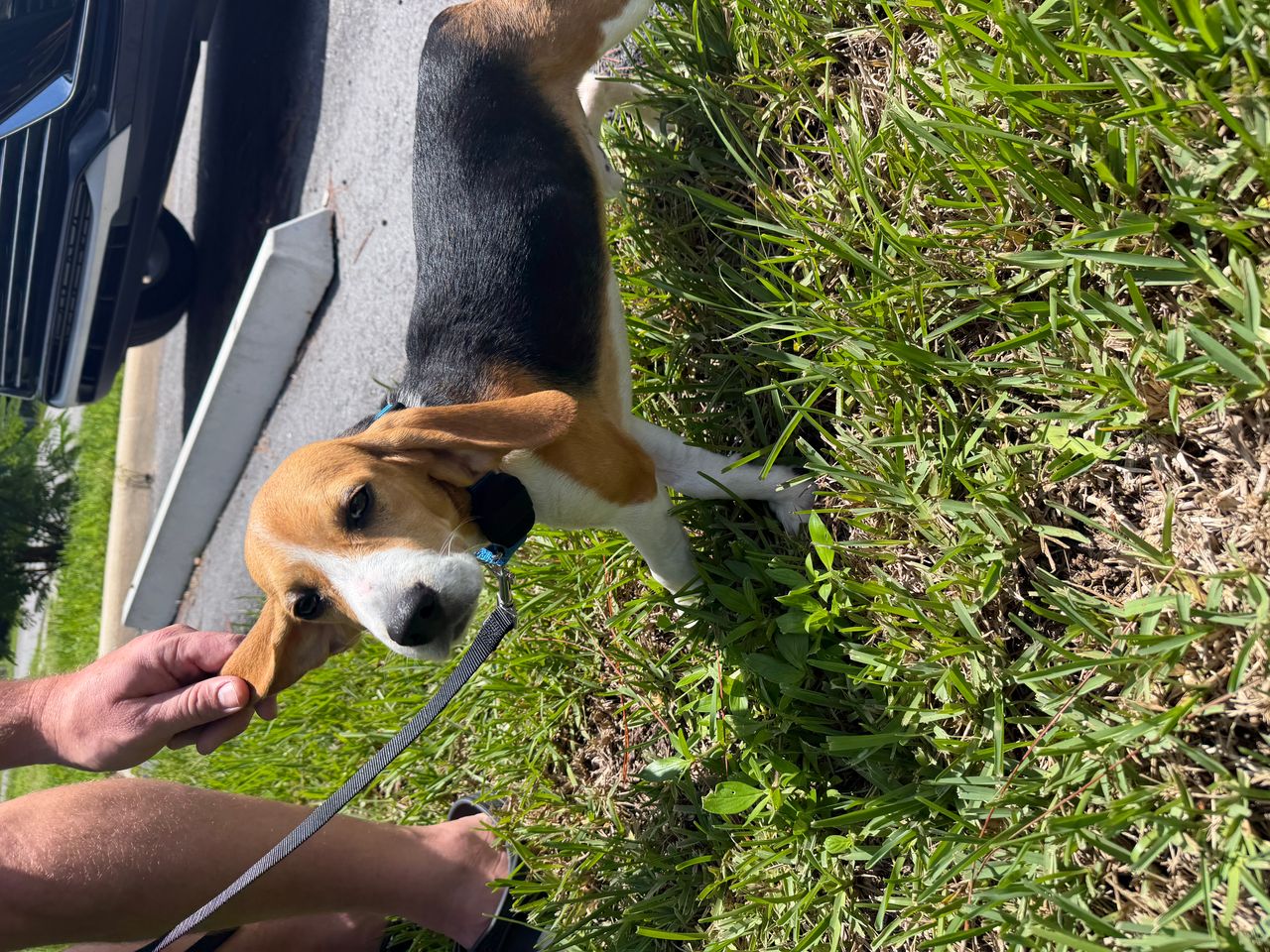 Pet travel photo 2