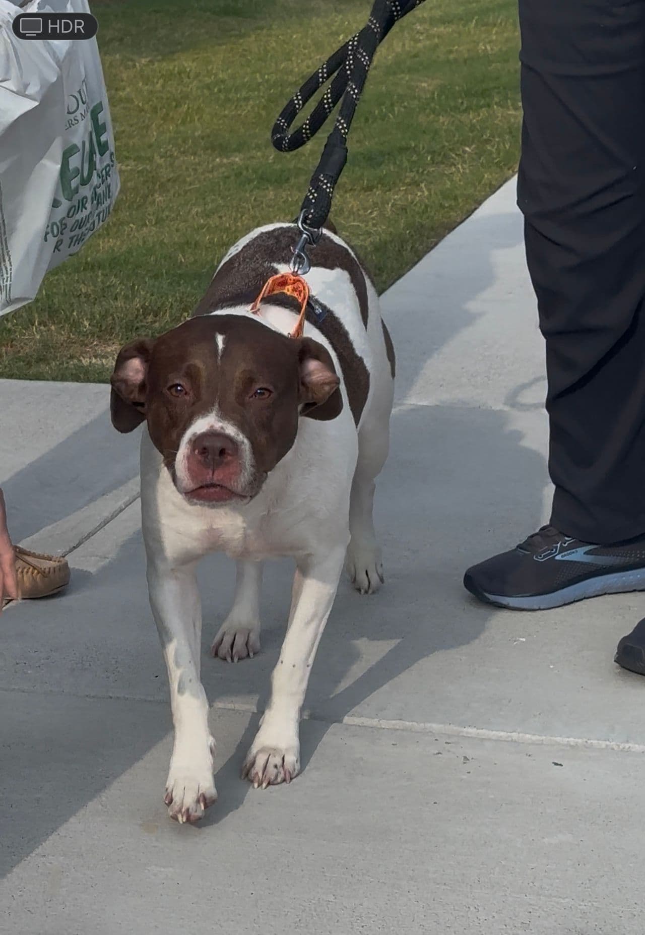 Pet travel photo 3