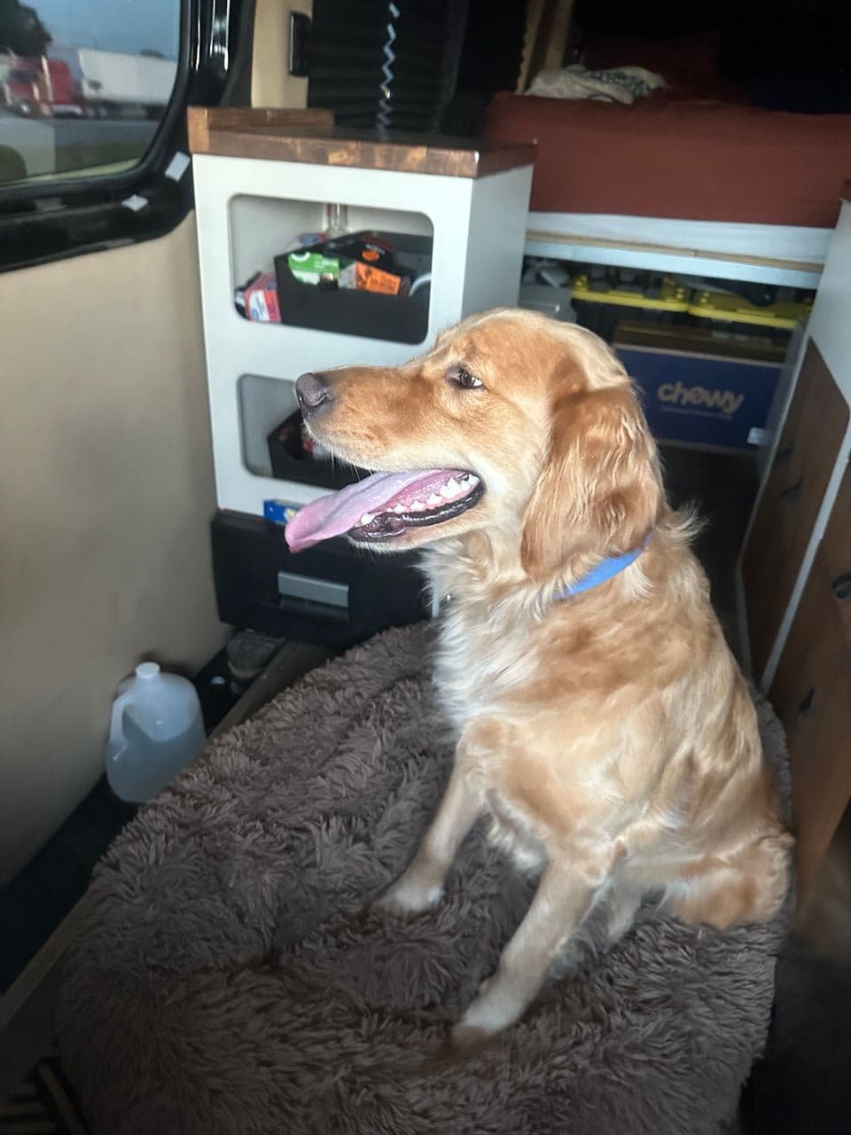 Pet travel photo 3