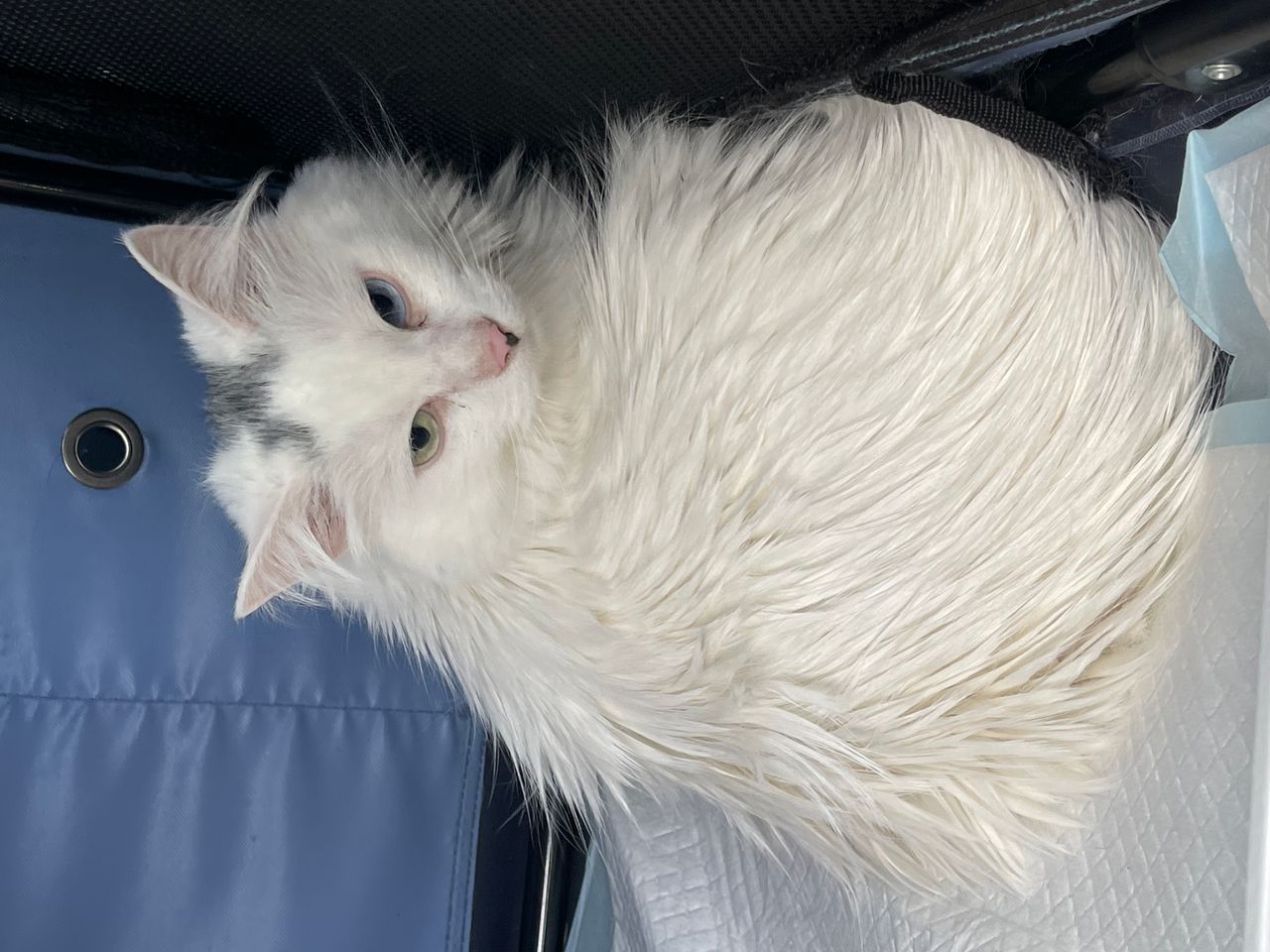 Pet travel photo 5