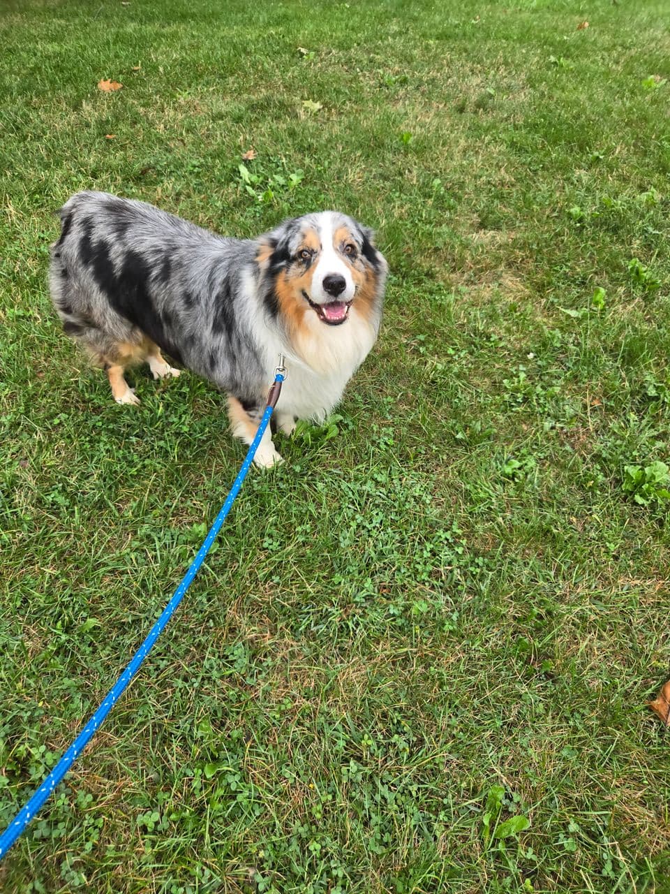 Pet travel photo 6