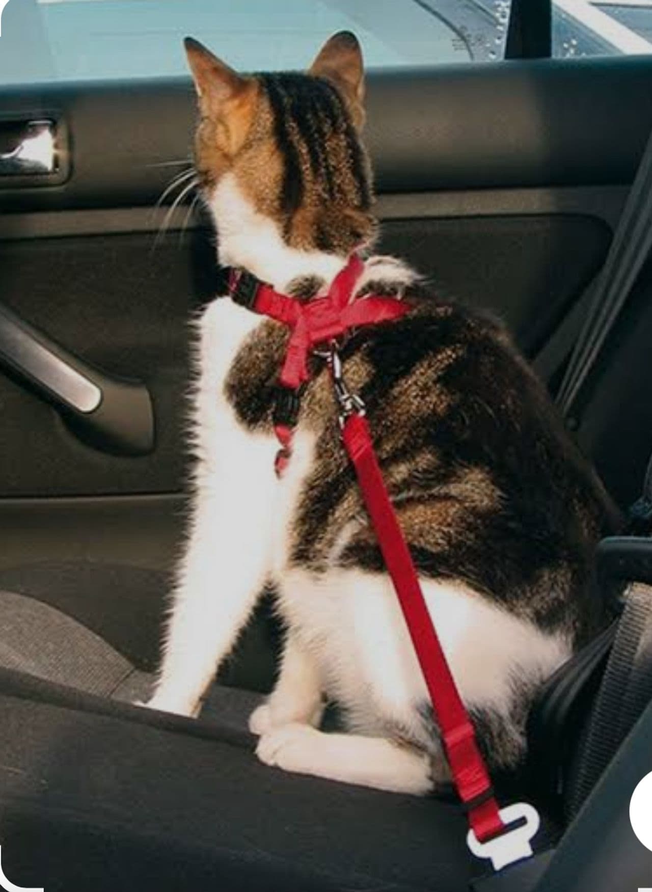 Pet travel photo 5