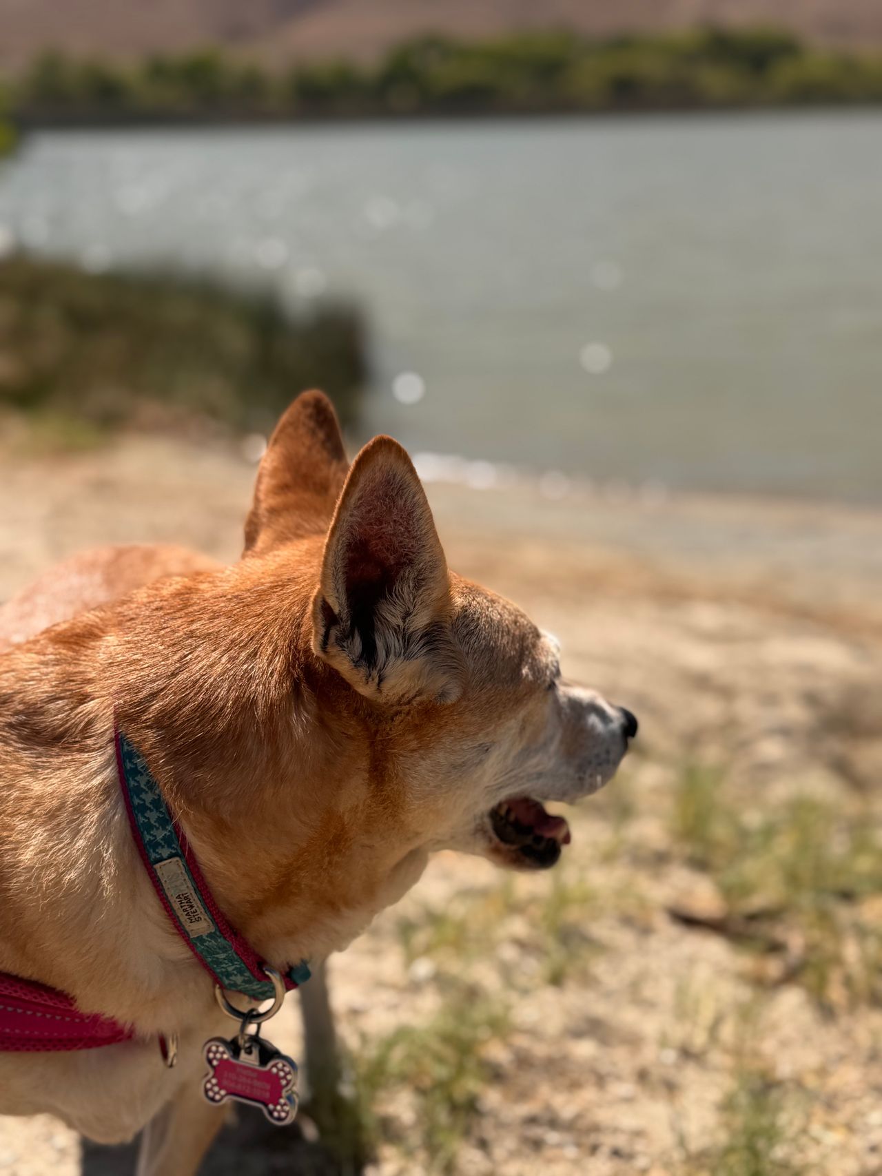 Pet travel photo 4