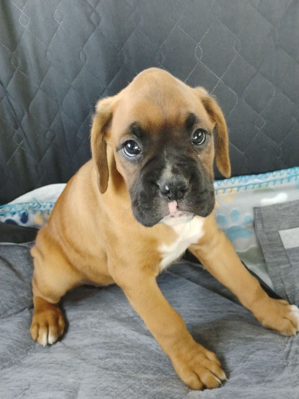 Pet travel photo 2