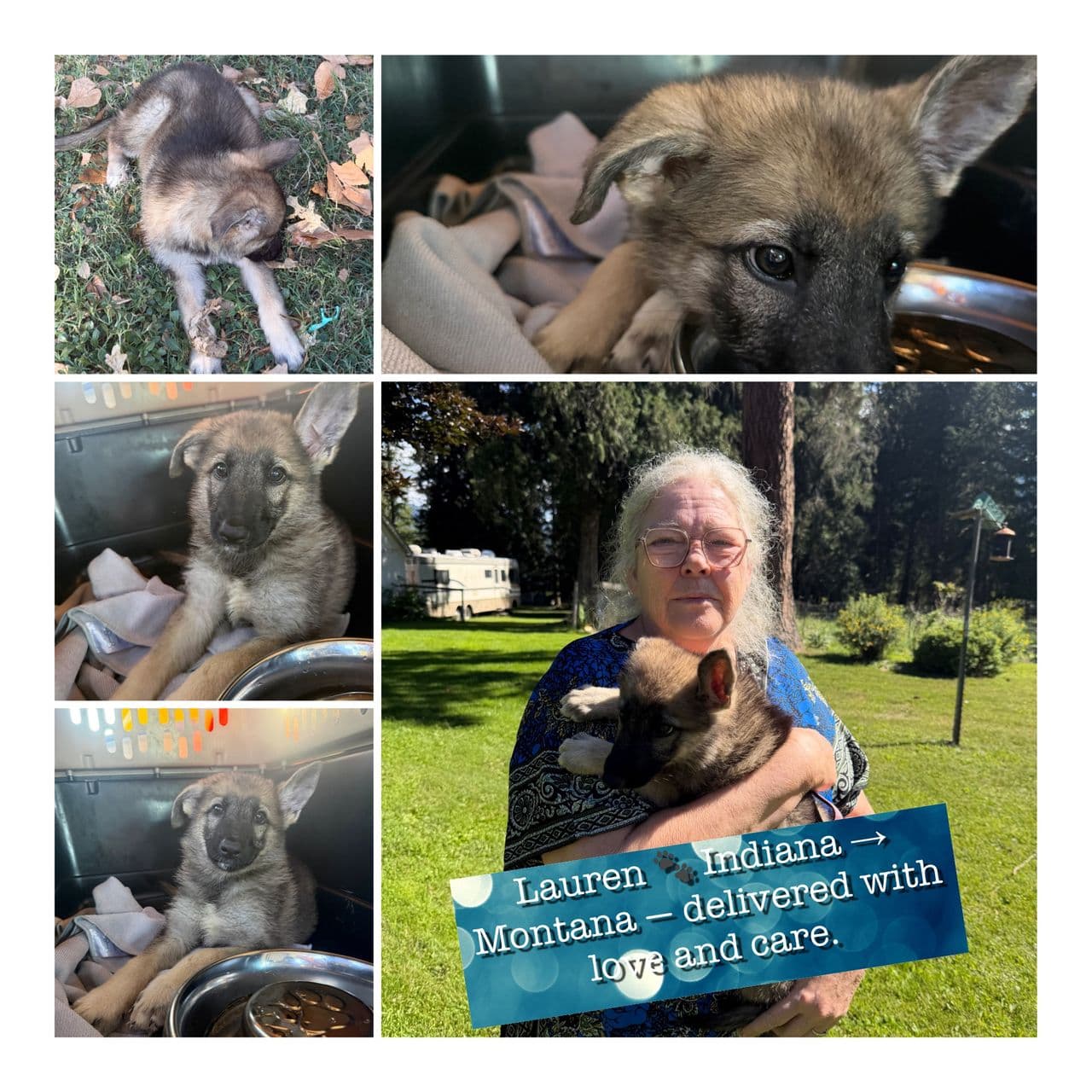 Pet travel photo 1